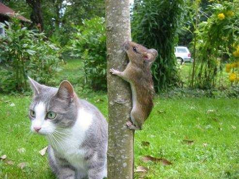 Chat
